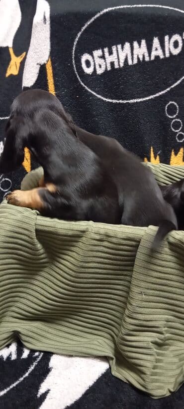 купить собаку в бишкеке: Такса, 2 месяца, Самец, С родословной — 7