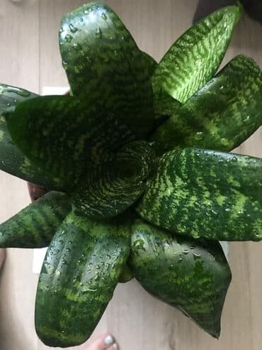 неделю: Продаю комнатный цветок - сансевиерия ханни Сильвер более 20 см — 2