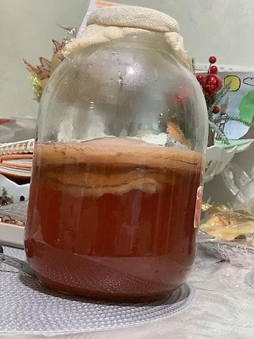 корейская капуста: Чайный гриб (SCOBY) для приготовления домашнего комбучи! укрепляет — 3