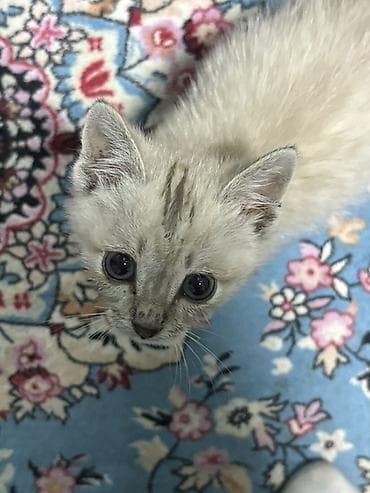 Котёнок, короткошёрстный, светлого окраса с табби-метками. - Возраст