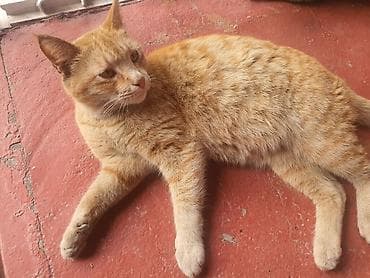 взять котика в добрые руки: Домашний кот рыжего окраса (табби). Короткая плотная шерсть теплого — 2
