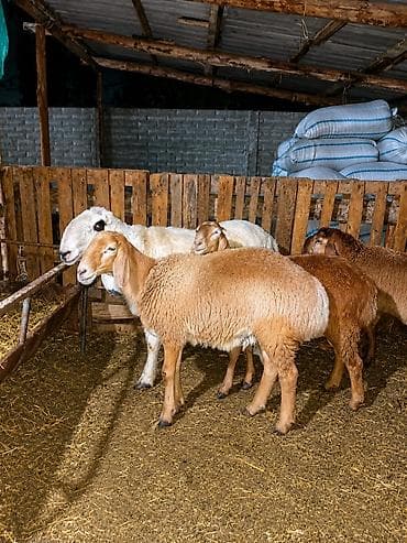 купить ежика бишкек: Продаю | Баран (самец) | Арашан | Для разведения | Племенные — 1