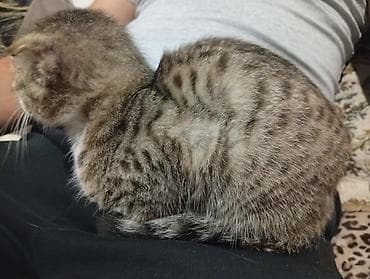 далматинец собака: Американская короткошёрстная, 2 месяца, Девочка — 6