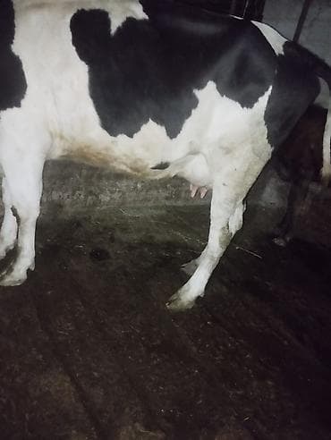 Айыл-чарба жаныбарлары: Сатам | Уй (ургаачы) | Голштин | Көбөйтүү үчүн | Музоологондон кийин — 6