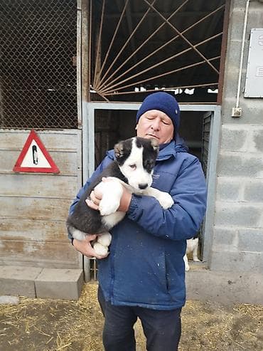 кангал шенки: Шикарные Щенки САО . Среднеазиатской Овчарки ХОРОШИХ КРОВЕЙ !!! — 6