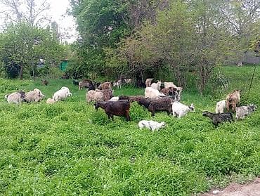 бараны продажа: Продаю | Коза (самка), Козёл (самец), Козлёнок | Полукровка | На забой, Для разведения | Племенные — 6