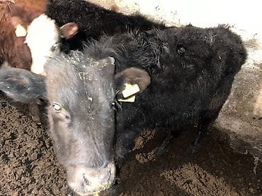 Грызуны: Продаю | Бык (самец) | На откорм, Для разведения — 5