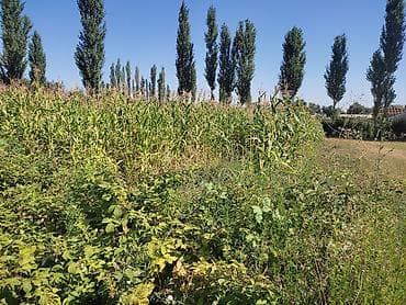 выход к реке: 5 соток, Для бизнеса, Красная книга — 4