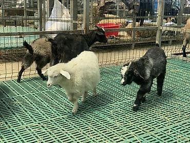 продам сельхоз животных: Продаю | Козлёнок | Для разведения — 3