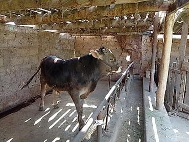 щенок чау чау цена: Продаю | Бык (самец) | Швицкая | Для разведения — 2