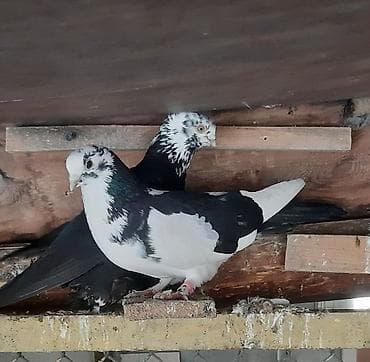 змея живая: Пара 1200 — 1