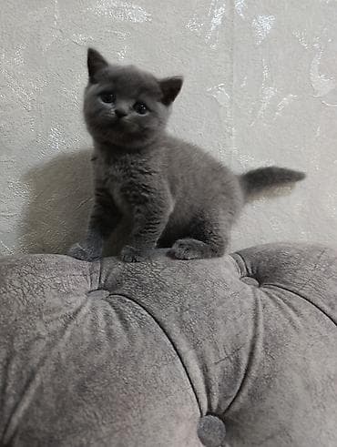 британская кошка: Британский короткошёрстный котёнок, окрас голубой (серый). - Плюшёвая — 3