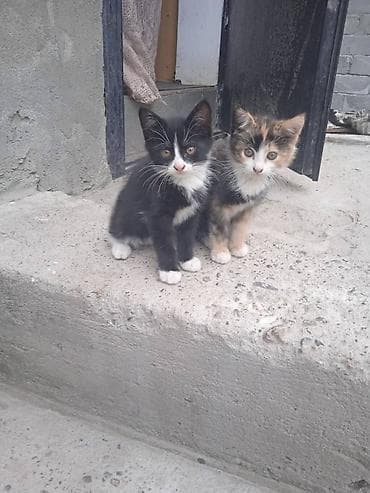 кошк: Отдам кошку-маму с котятами в добрые руки. 5 апреля. они родились, 5 — 2