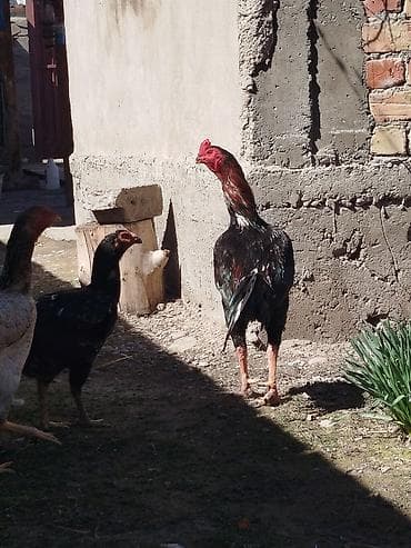 сары булун: Сатам | Тооктор | Тебиштирүүчү | Көбөйтүү үчүн — 4