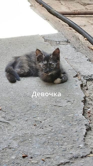 Животные: Отдаю в добрые руки котят потомственных охотников-крысоловов один — 4