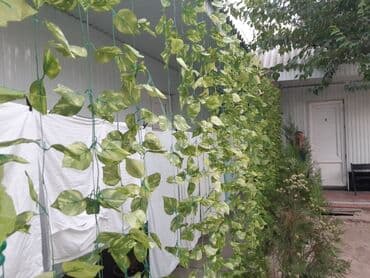 дом на иссык куле купить: 15 кв. м, Эмереги менен — 29