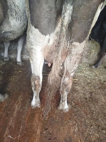 сом рыба: Продаю | Корова (самка) | Полукровка | На откорм | Привязанные — 2