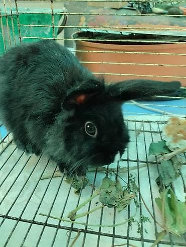 манчкин купить: Продаются декоративные кролики породы "львиная головка". Возраст 11 — 8