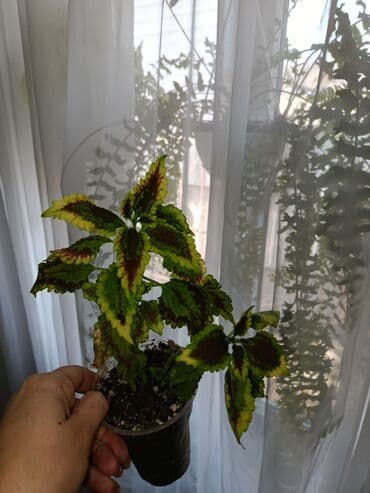 Диффенбахтар: Продаются комнатные цветы. Токмок — 18