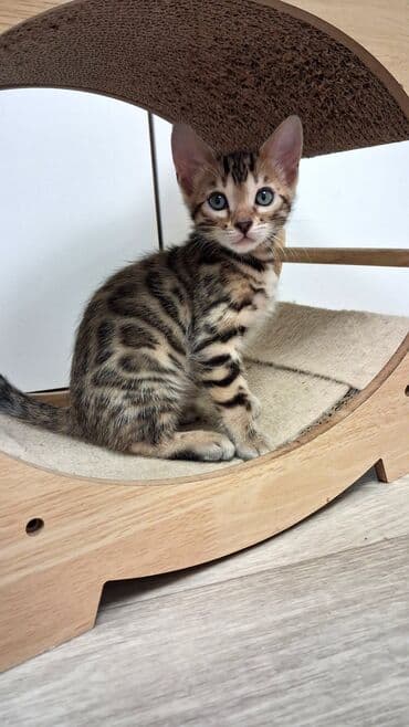 собака булдок: Бенгал, 2 айлык, Ургаачы, Лотокко барууга үйрөтүлгөн, Курттардан тазаланган, Документтери менен — 8