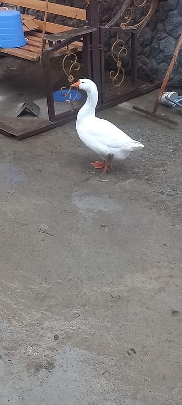 макси чай цена бишкек: Белый домашний гусь - Порода: белый крупный тип (оранжевый клюв и — 5