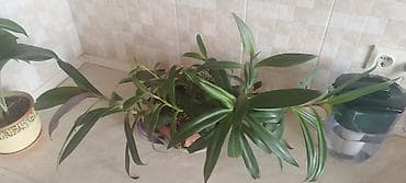 домашнее растение: Традесканция сидячецветковая (Tradescantia spathacea/флоттинг) — 5