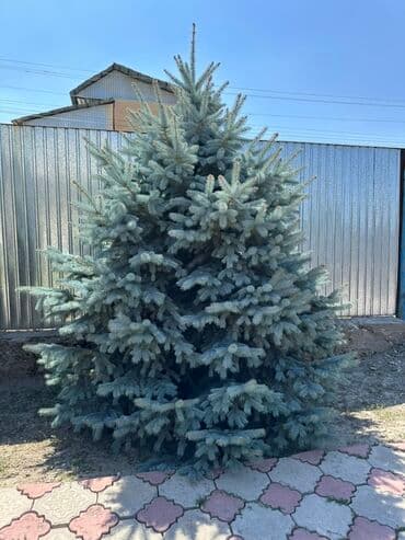 купить декоративные деревья: Саженцы деревьев: Ели, Самовывоз — 3