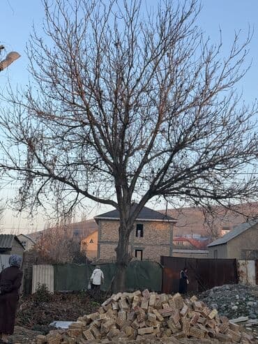 продаю ель: Дрова Орех, Самовывоз — 3