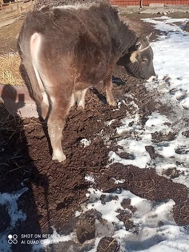 швейцарская кошка: Продаю | Бык (самец) | Полукровка | На откорм | Привязанные — 4