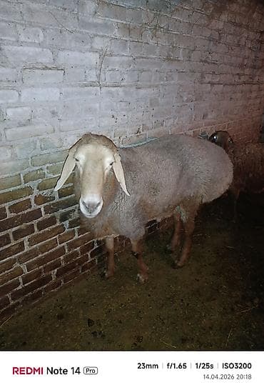 матка муравьев: Продаю | Баран (самец) | Арашан | Для разведения — 3