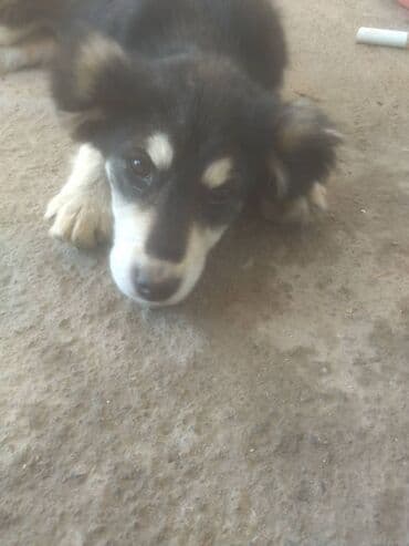 отдам собаку в добрые руки: Собака даром: 7 месяцев, Самец — 4