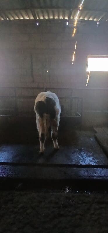 отдам породистую собаку в хорошие руки: Продаю | Бык (самец) | Голштин | На откорм, На забой, Для разведения | Осеменитель, Искусственник, Привязанные — 3