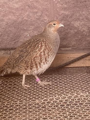 яица для инкубации: ПродаюИнкубационные яйца серой куропатки (Perdix perdix) - Птица — 2