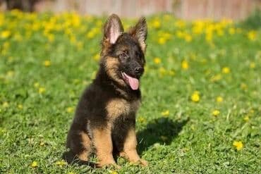 Щенок немецкой овчарки - Порода: немецкая овчарка (классический