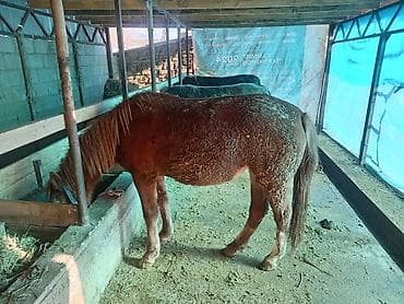 Үй жаныбарлары: Сатам | Бээ (ургаачы) | Союуга — 1