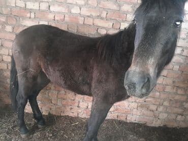 Продаю | Жеребец | Для разведения