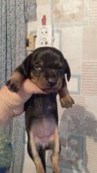 продажа щенков немецкой овчарки в бишкеке с документами: Готовятся к бронированию щенки таксы . Родились 22 октября. им уже25 — 17