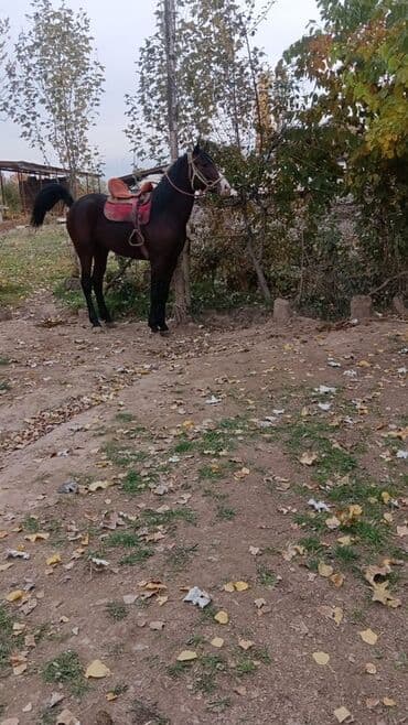 Продаю | Конь (самец) | Конный спорт