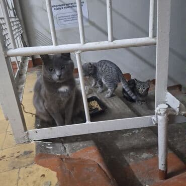 сколько стоит кошка породы мейн кун: Кошка даром: Беспородная, 3 месяца, Девочка — 3