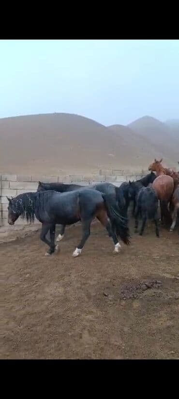 бордер коли собака: Продаю | Кобыла (самка) | Для разведения | Племенные — 8