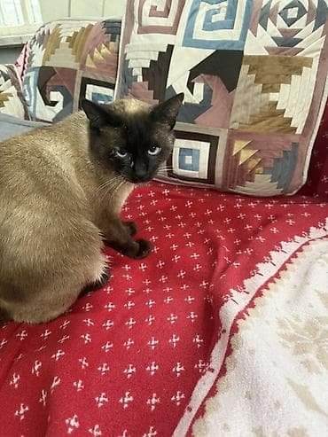 Животные: Сиамская, 2 года, Мальчик, Приучена к лотку, С прививками — 2