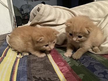 Животные: Рыжие котята - Описание: два пушистых рыжих котёнка с круглой — 1