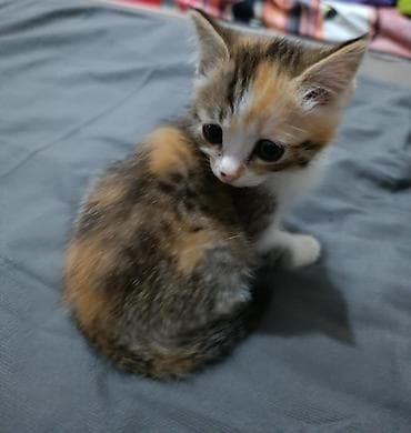 Продажа кошек: Котёнок трёхцветной окраски. 1 девочка - Уже самостоятельно ест и — 4