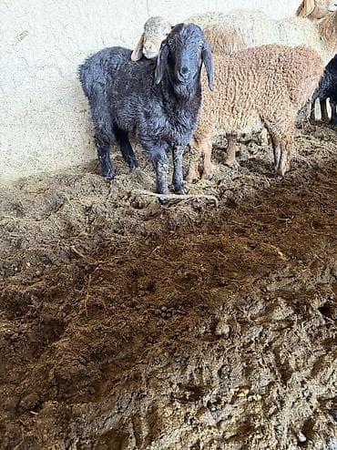 Баран, овца: Продаю | Баран (самец) — 8