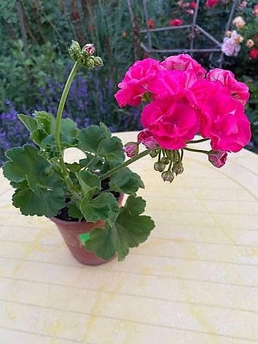 Дом и сад: Пеларгония (герань) зональная, махровая, ярко‑фуксия - Компактный — 2