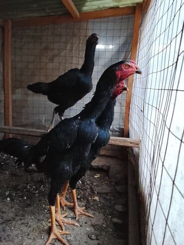 дома для кошек: Продаю | Куры | Бойцовая | Для разведения — 6