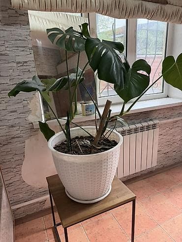 монстеро: Монстера делициоза (Monstera deliciosa) в крупном кашпо - — 1