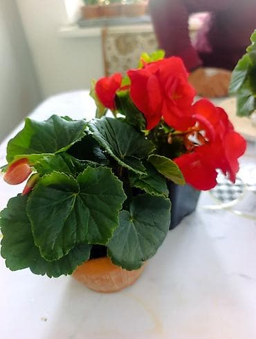 Үй жана бакча: Бегония элатиор (Begonia tuberhybrida), горшечная - Яркие махровые — 3