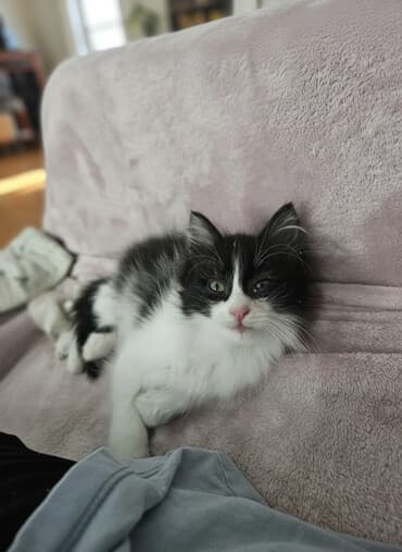 домик для котят: Черно-белый пушистый котёнок с длинной шерстью. Нашли ее на улице — 1