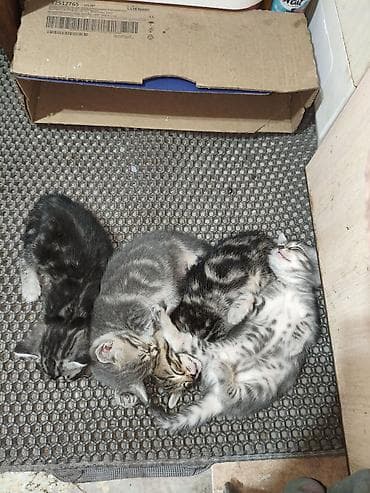 каракол кошка: Скотиш Страйт (Шотландиялык тик кулактуу), 1 айлык, Ургаачы — 2